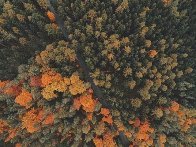 Emily Dickinson — 우리가 견뎌야 할 밤의 몫
